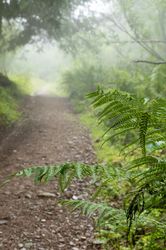 Randonnée dans la brume