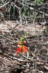 Photo de la mangrove sans traitement