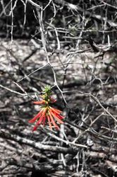 Photo de la mangrove après traitement Noir & Blanc Photo de la mangrove après traitement Noir & Blanc