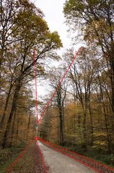 Lignes directrices : Un chemin en forêt