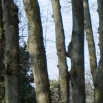 Les arbres
