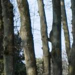 Les arbres