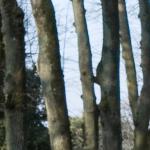 Les arbres