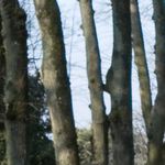 Les arbres