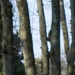 Les arbres