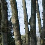 Les arbres