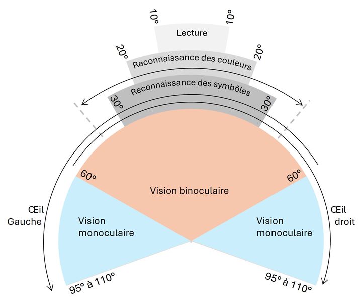 Figure 2 : Champ visuel