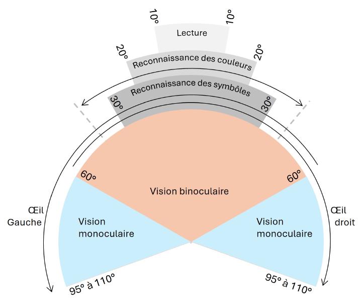 Figure 2 : Champ visuel